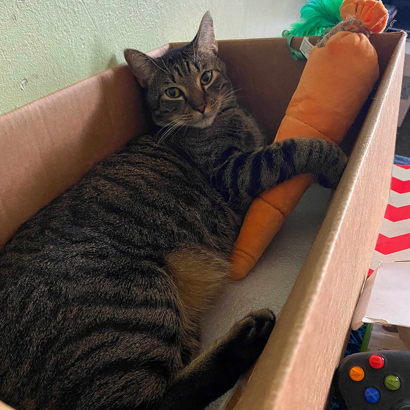 Max joined the competition — help win amazing prizes! tabby_cat, cat, cardboard_box, plush_toy, carrot_toy, indoor, pet, relaxed, feline, striped, cuddle, toy, gaming_controller, cozy, wall, resting, domestic_cat, fur, animal, cute
