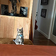 Kylo joined the competition — help win amazing prizes! kitten, cat, tabby, bandana, couch, wooden_cabinet, statue, portrait_paintings, indoor, flooring, door, wall_art, home_interior, furniture, pet, curious, sitting, brown, decor, animal