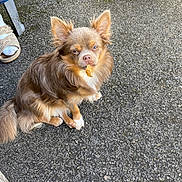Vicky participe au concours pour gagner de l'argent avec cette photo : dog, brown_dog, small_dog, leaf, asphalt, footwear, sandal, socks, outdoor, pet, fur, ears, tail, animal, pavement, sitting, cute, expression, close_up, ground