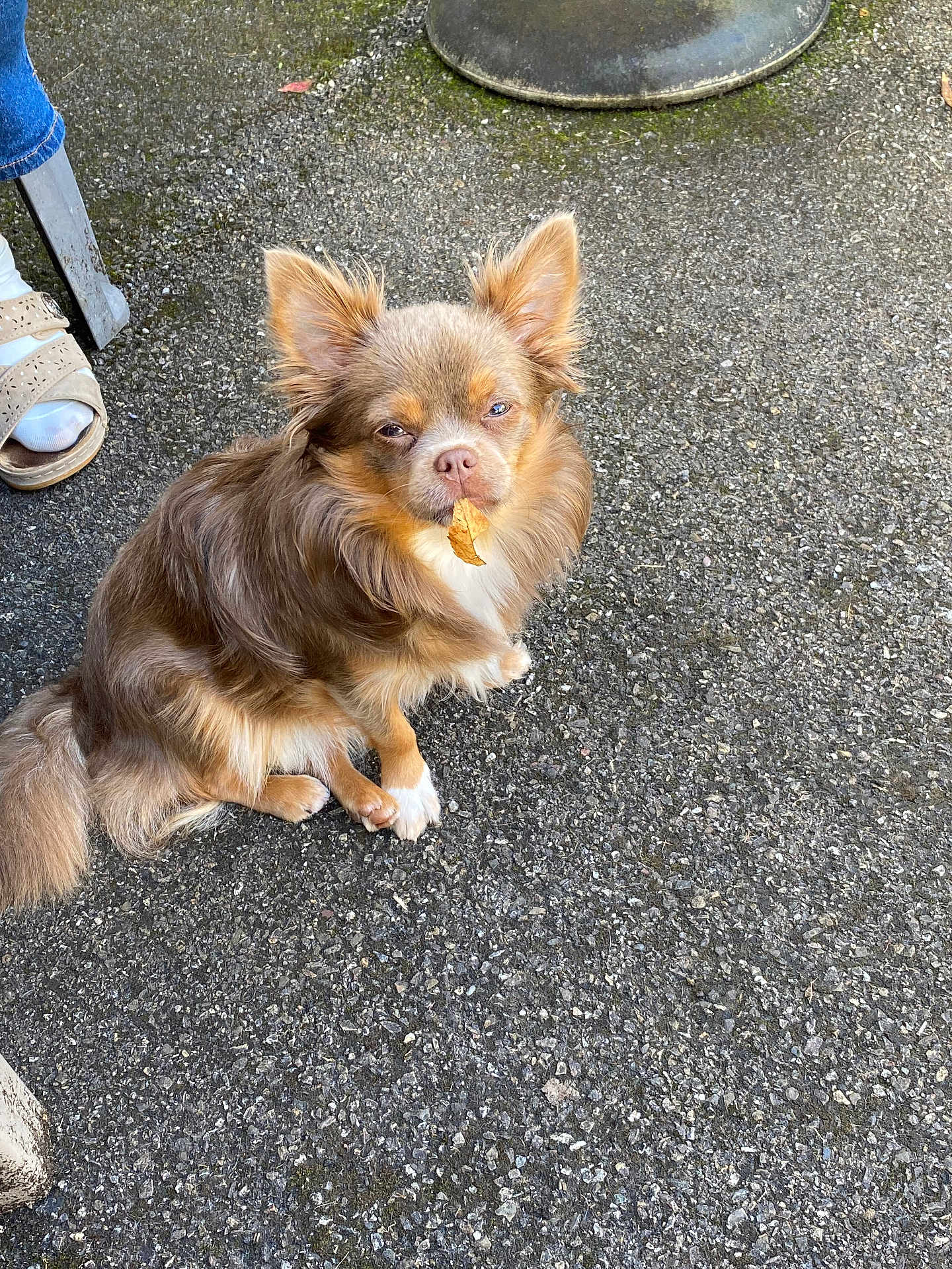 Vicky participe au concours pour gagner de l'argent avec cette photo : dog, brown_dog, small_dog, leaf, asphalt, footwear, sandal, socks, outdoor, pet, fur, ears, tail, animal, pavement, sitting, cute, expression, close_up, ground