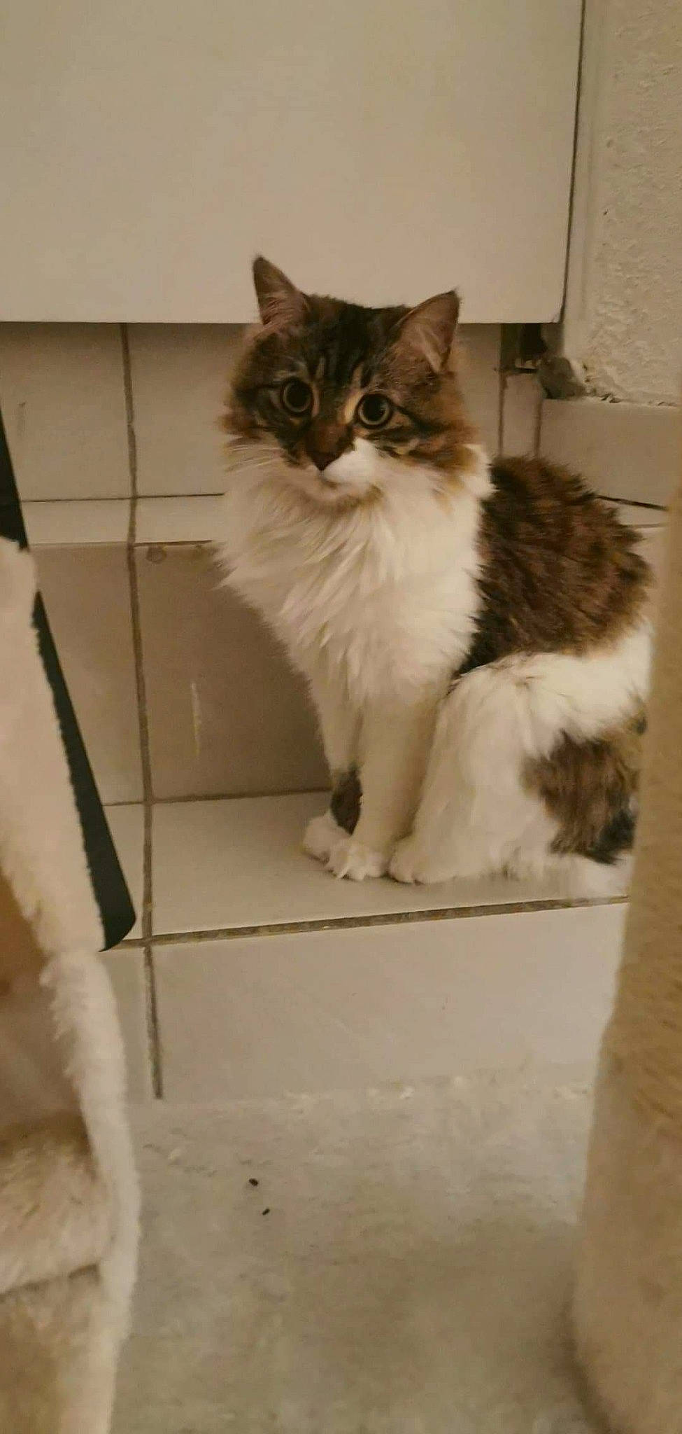 Dona a rejoint le concours — aidez-le/la à gagner de superbes lots ! aegean_cat, asian_semi_longhair, british_semi_longhair, carnivore, cat, cymric, domestic_long_haired_cat, domestic_short_haired_cat, felidae, kitten, mammal, norwegian_forest_cat, persian, polydactyl_cat, ragamuffin, small_to_medium_sized_cats, tail, whiskers