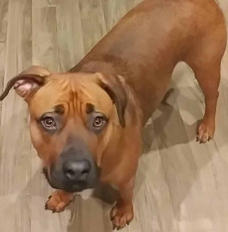 Sienna joined the competition — help win amazing prizes! canidae, carnivore, companion_dog, dog, dog_breed, dog_collar, dog_supply, fawn, flooring, hardwood, liver, pet_supply, snout, sporting_group, tail, terrestrial_animal, whiskers, wood, working_animal, working_dog