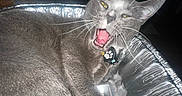 Cleo is registered to the contest to win money with this photo: cat, gray_cat, white_paws, aluminum_tray, indoor, pet, animal, yawning, whiskers, collar, tag, fur, closeup, cute, sleepy, relaxed, paw_print, domestic_cat, face, mouth_open