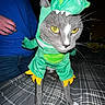 Cleo is registered to the contest to win money with this photo: cat, costume, dinosaur, pet, indoor, bed, plaid, yellow_eyes, grey_fur, white_paws, person, blue_shirt, jeans, animal, cute, funny, whiskers, clothing, standing, domestic