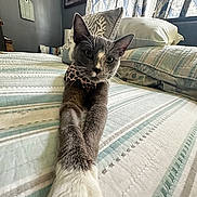 Cleo joined the competition — help win amazing prizes! cat, gray_cat, white_paws, stretching, bed, bedding, pillow, curtains, indoor, collar, leopard_print, feline, whiskers, ears, home, cozy, light, patterned, relaxing, pet