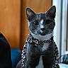 Cleo is registered to the contest to win money with this photo: cat, gray_cat, white_markings, bow_tie, leopard_print, cape, pet, indoor, portrait, animal, whiskers, ears, fur, cute, feline, domestic_cat, closeup, curious, sitting, costume