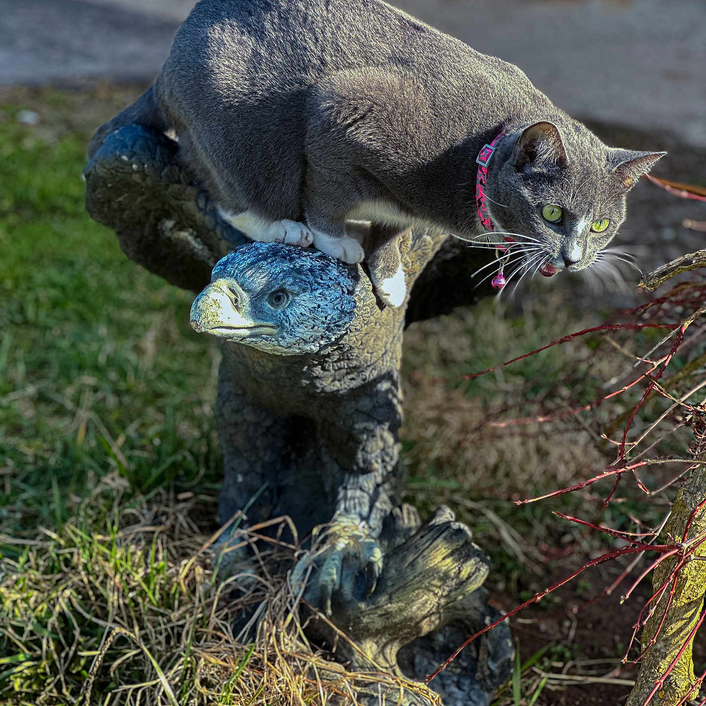Cleo joined the competition — help win amazing prizes! cat, gray_cat, pink_collar, bell, eagle_statue, outdoor, grass, branches, sunlight, texture, animal, perched, nature, sculpture, focused, pet, wildlife, daylight, garden, curious