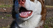 Shiloh joined the competition — help win amazing prizes! dog, husky, blue_eyes, pink_nose, collar, outdoor, grass, trees, pet, animal, mammal, canine, fur, happy, portrait, nature, ears, mouth_open, daylight, closeup