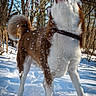 dog, snow, outdoor, forest, trees, playful, animal, canine, winter, nature, fur, collar, mouth_open, action, daylight, pet, snowflakes, happy, standing, tail