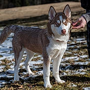 Shiloh is registered to the contest to win money with this photo: dog, husky, animal, outdoor, snow, grass, person, hand, stick, pet, mammal, nature, winter, fur, canine, standing, playful, field, daylight, expression