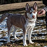 dog, husky, animal, outdoor, snow, grass, person, hand, stick, pet, mammal, nature, winter, fur, canine, standing, playful, field, daylight, expression