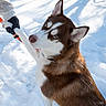 dog, husky, snow, glove, human_hand, winter, outdoor, animal, pet, fur, blue_eyes, collar, paw, nature, cold, playful, friendship, holding, white_snow, canine