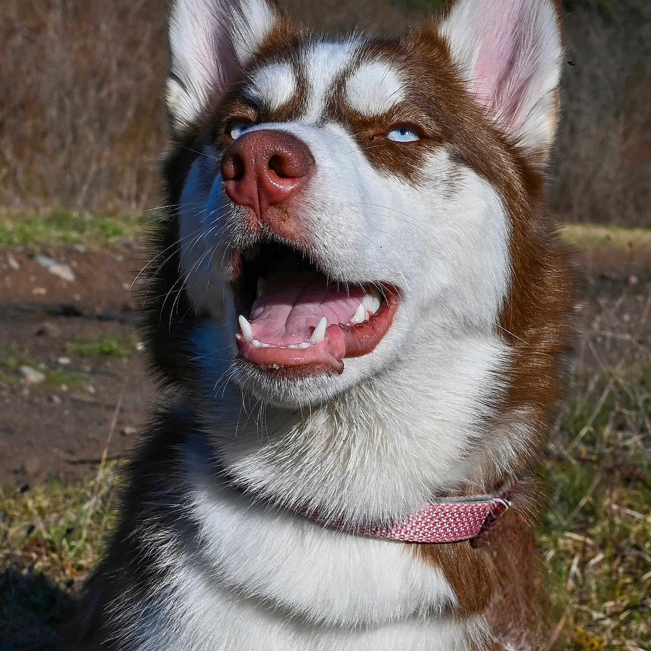 Shiloh