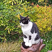 Polly joined the competition — help win amazing prizes! cat, black_and_white_cat, statue, garden, foliage, greenery, yellow_leaves, plant, outdoor, nature, animal, pet, sitting, stone, carving, wildlife, mammal, cute, relaxed, daylight