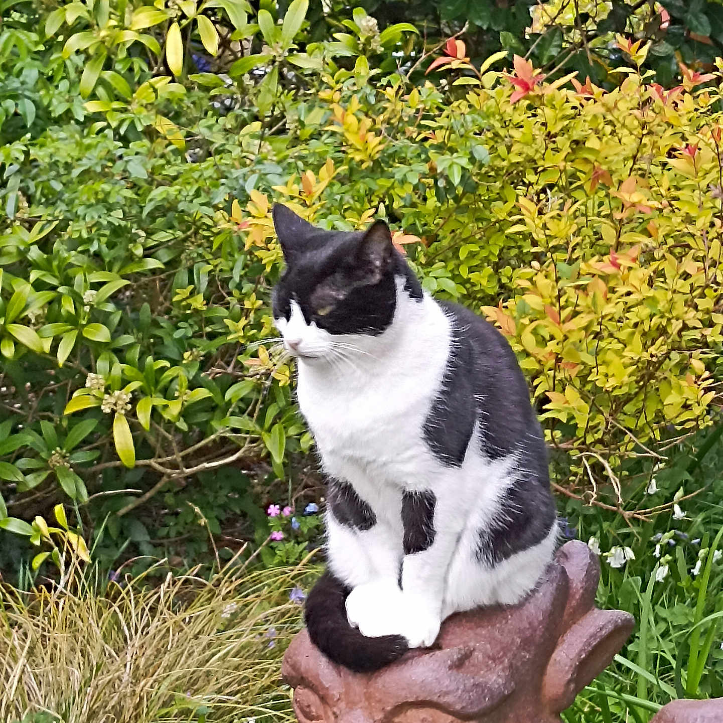 Polly