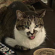 Baby joined the competition — help win amazing prizes! cat, tabby_cat, tongue_out, pet, green_eyes, remote_control, coaster, couch, pillow, indoor, feline, whiskers, fur, animal, domestic_cat, cute, resting, close_up, living_room, household_item