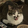 cat, tabby_cat, tongue_out, pet, green_eyes, remote_control, coaster, couch, pillow, indoor, feline, whiskers, fur, animal, domestic_cat, cute, resting, close_up, living_room, household_item