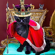 Pitou a rejoint le concours — aidez-le/la à gagner de superbes lots ! animal, black_cat, cape, cat, crown, curious, decor, feline, gold, indoor, luxury, ornate, pet, red_cape, regal, royalty, scepter, seated, small_cat, throne