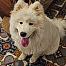 Asko participe au concours pour gagner de l'argent avec cette photo : dog, white_dog, fluffy, tongue_out, indoor, tile_floor, patterned_floor, happy, pet, canine, sitting, fur, cute, animal, domestic_animal, companion, friendly, smiling, portrait, close_up