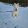 Asko participe au concours pour gagner de l'argent avec cette photo : dog, snow, white_dog, outdoor, leash, happy, tongue_out, winter, nature, trees, path, canine, pet, fluffy, sitting, cold, playful, animal, snowy_ground, daytime