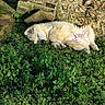 dog, sleeping, grass, greenery, stone_wall, sunlight, outdoor, nature, pet, animal, relaxation, fluffy, canine, peaceful, resting, daylight, summer, quiet, calm, cute