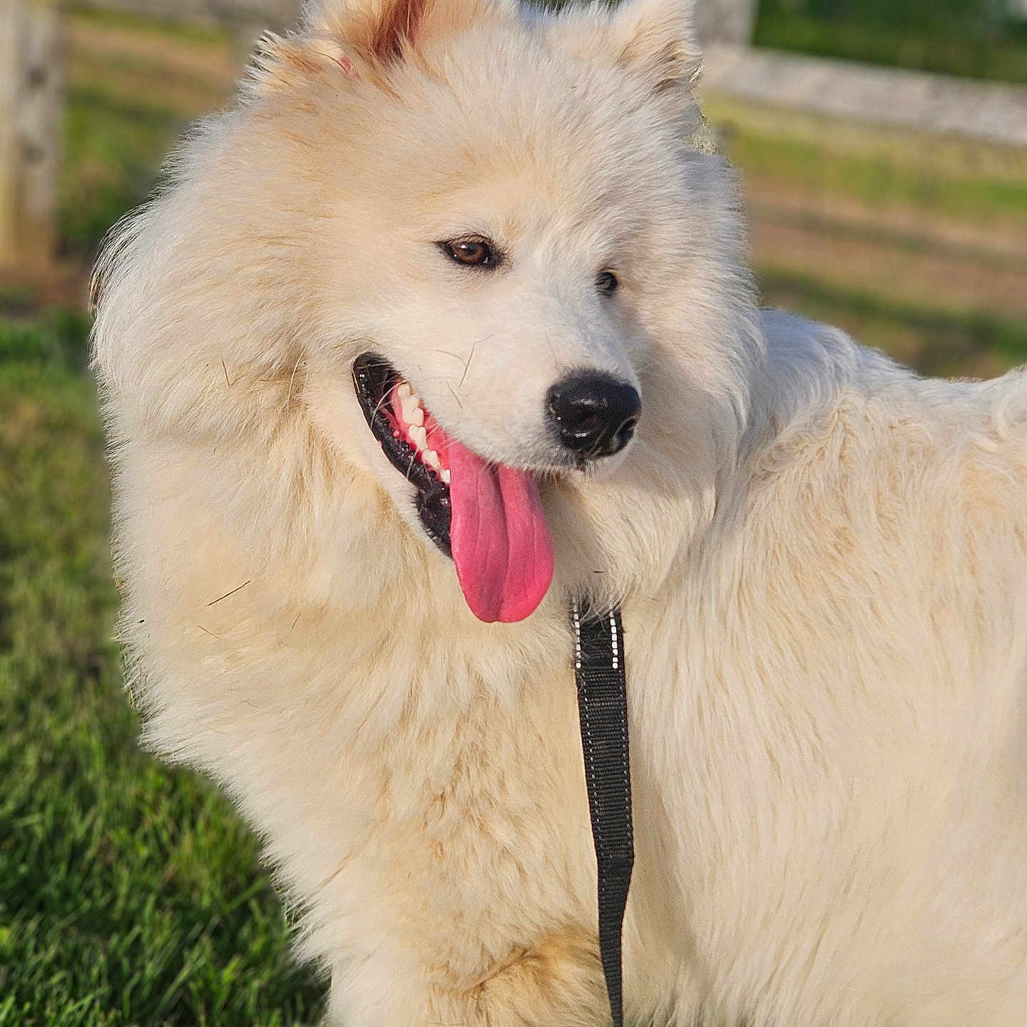 Asko