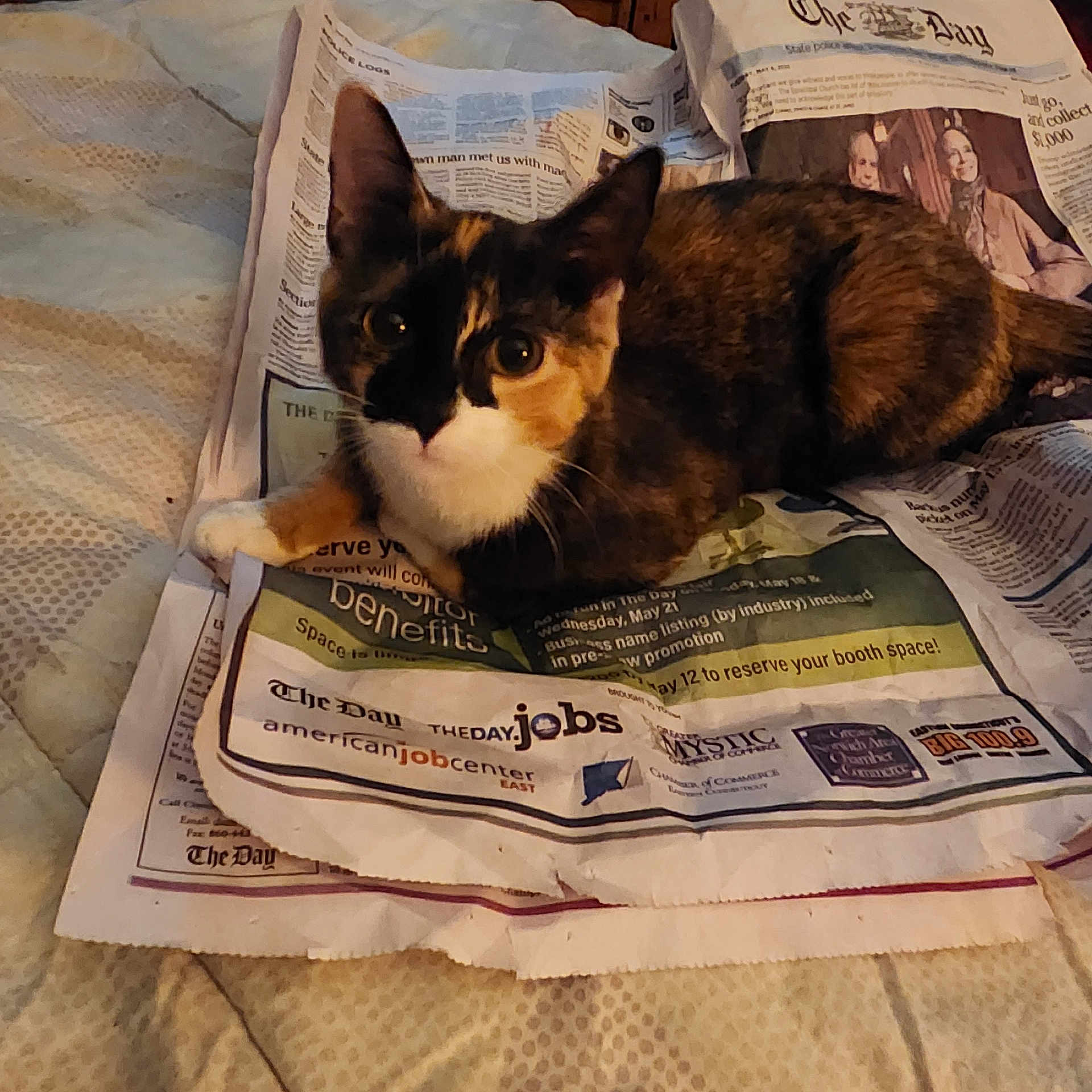 Miss Mocha is registered to the contest to win money with this photo: animal, bed, calico, cat, crumpled, curious, ears, eyes, face, feline, fur, home, indoor, laying_down, looking, newspaper, paper, pet, resting, whiskers