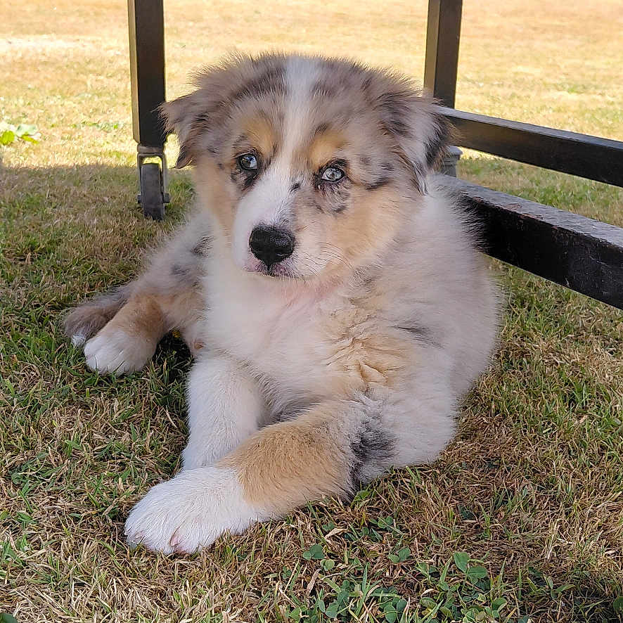 Blue participe au concours pour gagner de l'argent avec cette photo : puppy, dog, grass, outdoor, bench, shade, blue_eyes, fluffy, young_dog, pet, animal, nature, sunlight, resting, cute, fur, canine, summer, relaxed, garden
