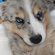 Blue participe au concours pour gagner de l'argent avec cette photo : puppy, dog, australian_shepherd, blue_eyes, fluffy, close_up, pet, cute, snuggling, fur, indoor, cozy, animal, portrait, young, domestic_animal, face, muzzle, ears, comfort