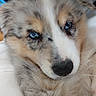 puppy, dog, australian_shepherd, blue_eyes, fluffy, close_up, pet, cute, snuggling, fur, indoor, cozy, animal, portrait, young, domestic_animal, face, muzzle, ears, comfort