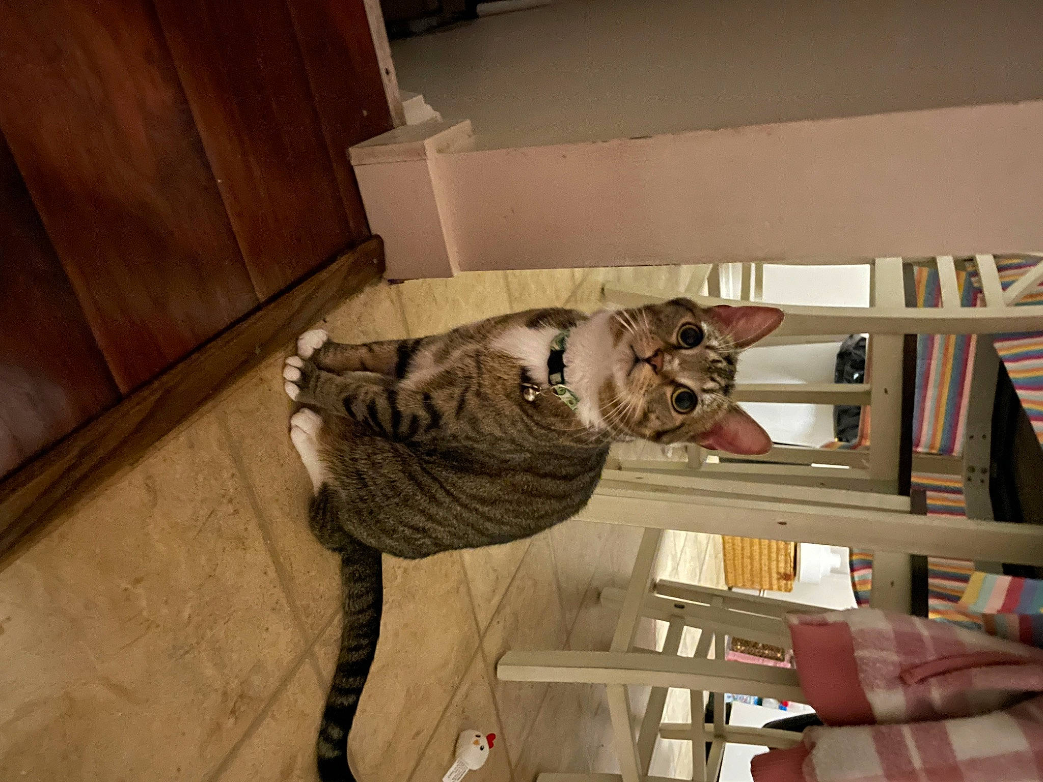 Moscow is registered to the contest to win money with this photo: canidae, carnivore, ceiling, comfort, dog_breed, fawn, felidae, floor, flooring, fur, hardwood, outdoor_shoe, pattern, plaster, room, small_to_medium_sized_cats, sporting_group, tail, window, wood