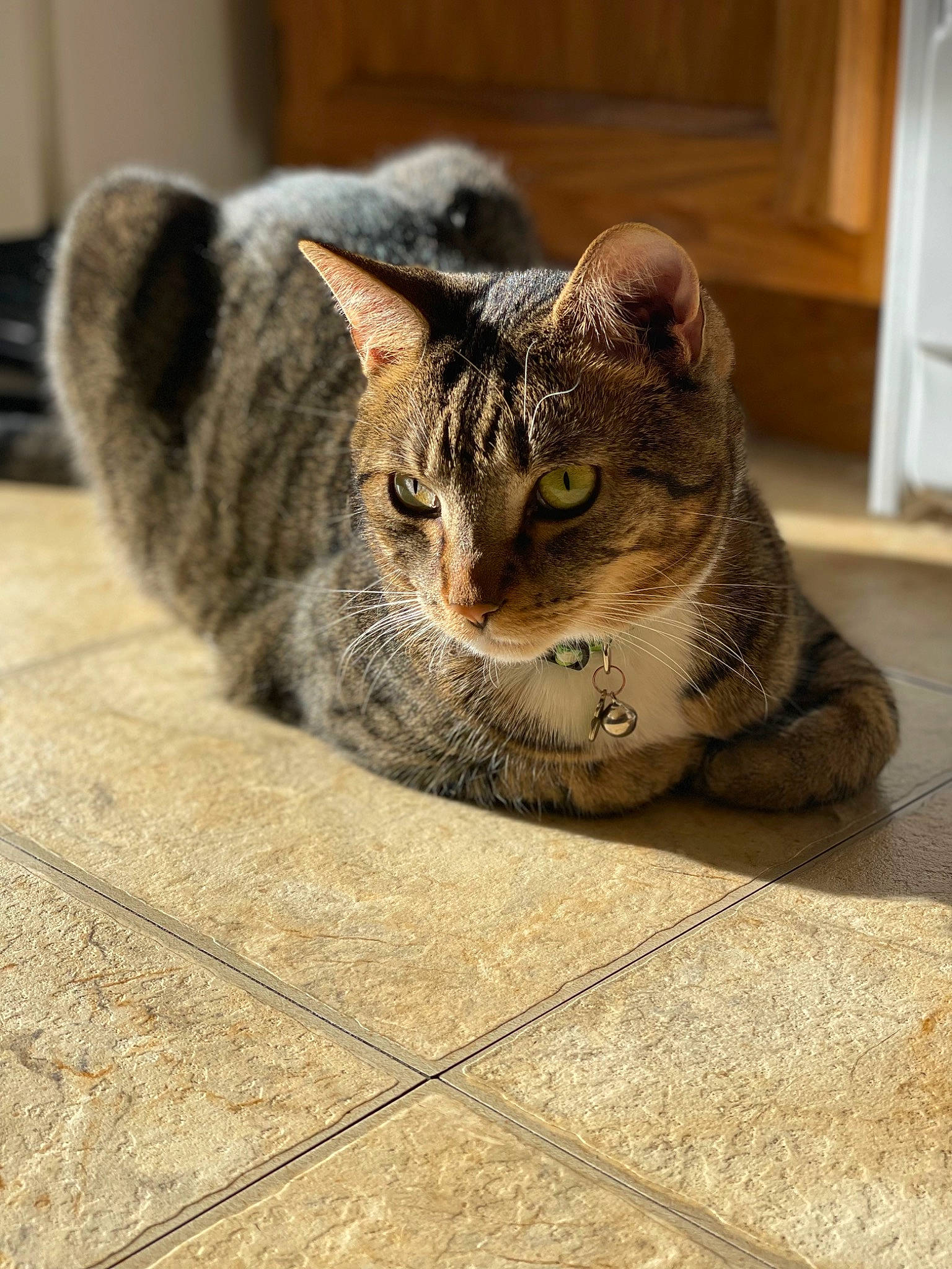 Moscow joined the competition — help win amazing prizes! carnivore, cat, cat_supply, claw, domestic_short_haired_cat, door, felidae, flooring, fur, grey, paw, sitting, small_to_medium_sized_cats, snout, tail, terrestrial_animal, tile_flooring, whiskers, window, wood