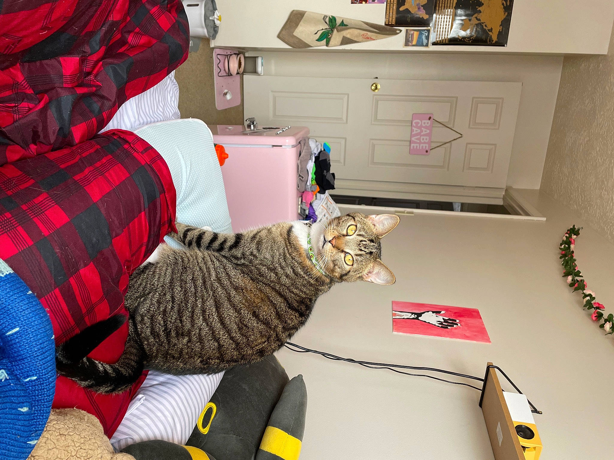 Moscow joined the competition — help win amazing prizes! bag, cabinetry, carnivore, cat, chest_of_drawers, comfort, domestic_short_haired_cat, drawer, felidae, flooring, fur, lap, luggage_and_bags, pattern, plaid, room, small_to_medium_sized_cats, tartan, textile, whiskers