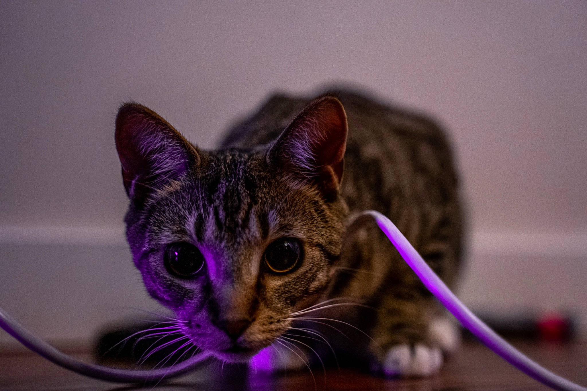 Moscow is registered to the contest to win money with this photo: carnivore, cat, close_up, domestic_short_haired_cat, felidae, fur, macro_photography, magenta, paw, purple, small_to_medium_sized_cats, snout, terrestrial_animal, whiskers, wildlife
