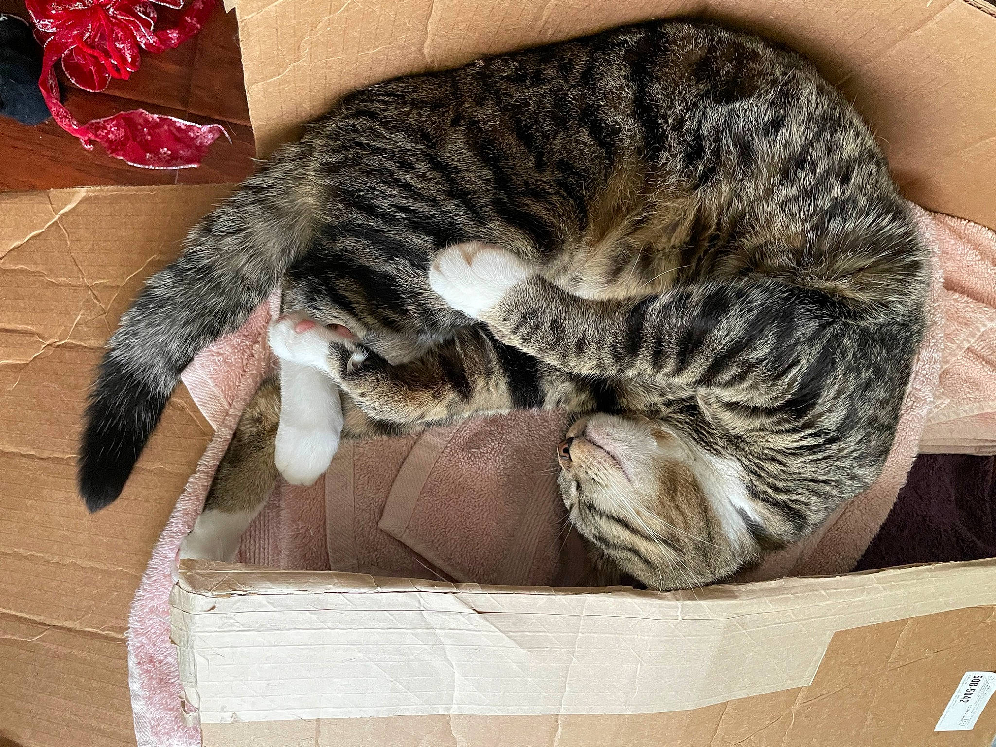 Sochi is registered to the contest to win money with this photo: box, carnivore, cat, cat_bed, claw, comfort, domestic_short_haired_cat, felidae, fur, lap, metal, nap, paw, sleep, small_to_medium_sized_cats, snout, tail, terrestrial_animal, whiskers, wool