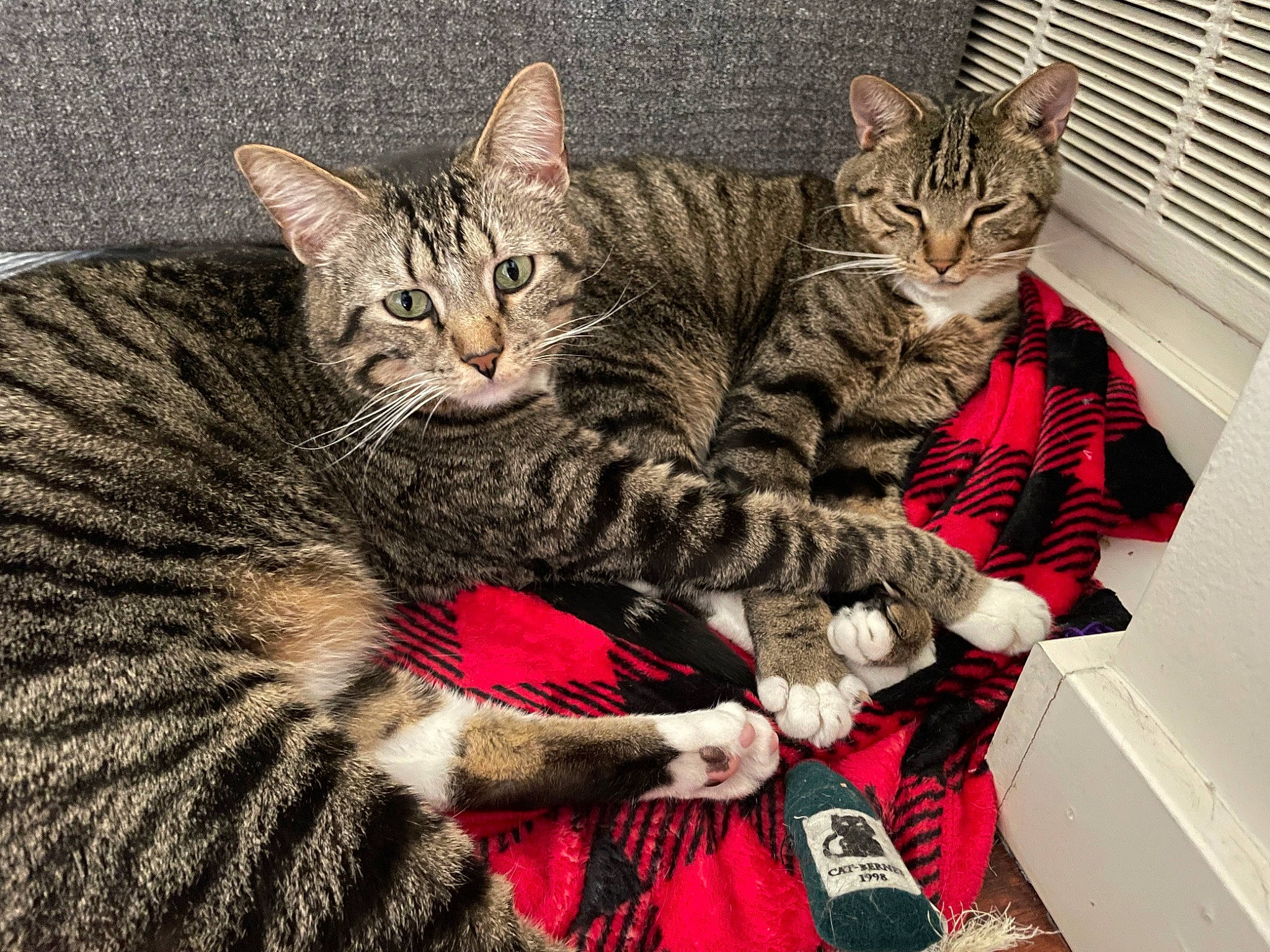 Sochi is registered to the contest to win money with this photo: carnivore, cat, claw, comfort, domestic_short_haired_cat, felidae, fur, nap, paw, sitting, small_to_medium_sized_cats, snout, tail, terrestrial_animal, whiskers, wildlife