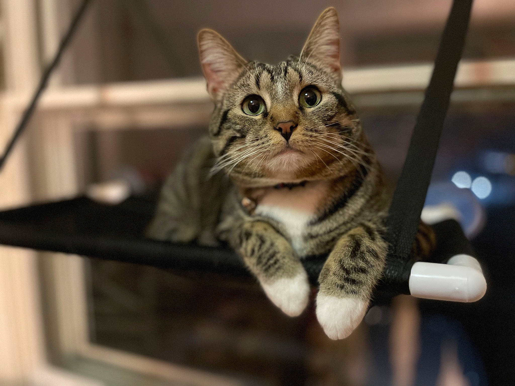 Sochi is registered to the contest to win money with this photo: carnivore, cat, claw, domestic_short_haired_cat, eye, felidae, fur, metal, paw, sitting, small_to_medium_sized_cats, snout, tail, terrestrial_animal, whiskers, wildlife