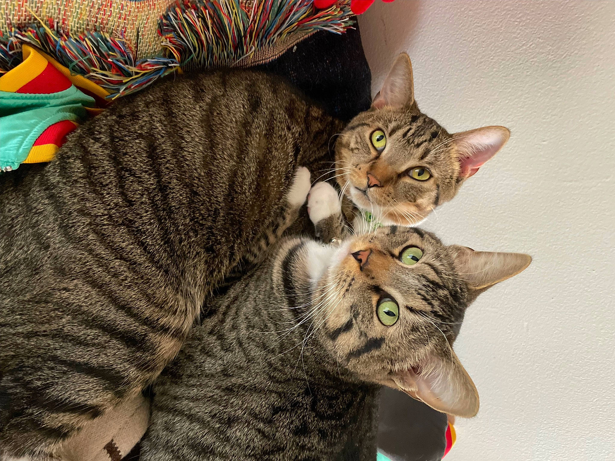 Sochi joined the competition — help win amazing prizes! art, carnivore, cat, cat_supply, claw, domestic_short_haired_cat, felidae, fur, paw, small_to_medium_sized_cats, snout, tail, terrestrial_animal, whiskers, wildlife