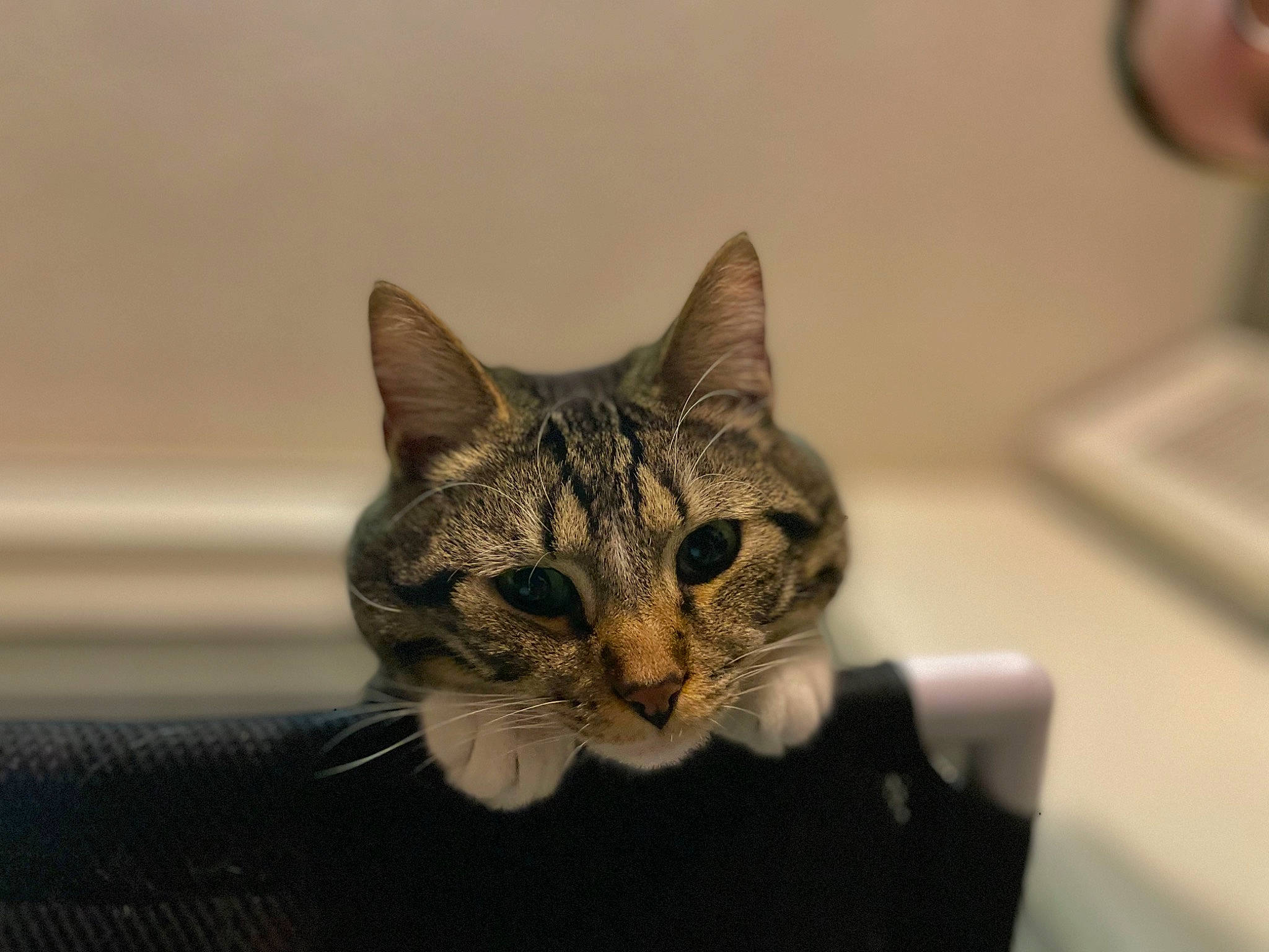 Sochi is registered to the contest to win money with this photo: art, carnivore, cat, domestic_short_haired_cat, felidae, fur, small_to_medium_sized_cats, snout, terrestrial_animal, whiskers, wildlife, window