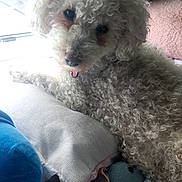 Stella is registered to the contest to win money with this photo: dog, poodle, white_fur, curly_fur, pet, pillow, window, sunlight, indoor, resting, close_up, collar, nose, eyes, bed, blanket, plush_toy, cozy, home, cute