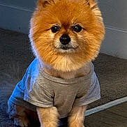 Elisey is registered to the contest to win money with this photo: animal, brown_fur, carpet, clothing, cute, dog, ears, eyes, floor, fluffy, fur, indoor, looking_at_camera, nose, pet, pomeranian, portrait, sitting, small_dog, tshirt