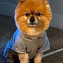 animal, brown_fur, carpet, clothing, cute, dog, ears, eyes, floor, fluffy, fur, indoor, looking_at_camera, nose, pet, pomeranian, portrait, sitting, small_dog, tshirt