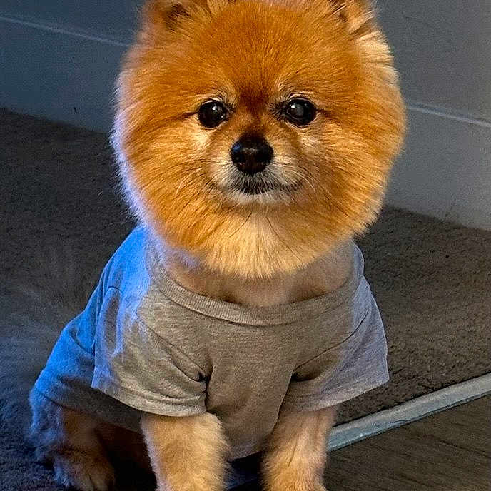 Elisey is registered to the contest to win money with this photo: animal, brown_fur, carpet, clothing, cute, dog, ears, eyes, floor, fluffy, fur, indoor, looking_at_camera, nose, pet, pomeranian, portrait, sitting, small_dog, tshirt