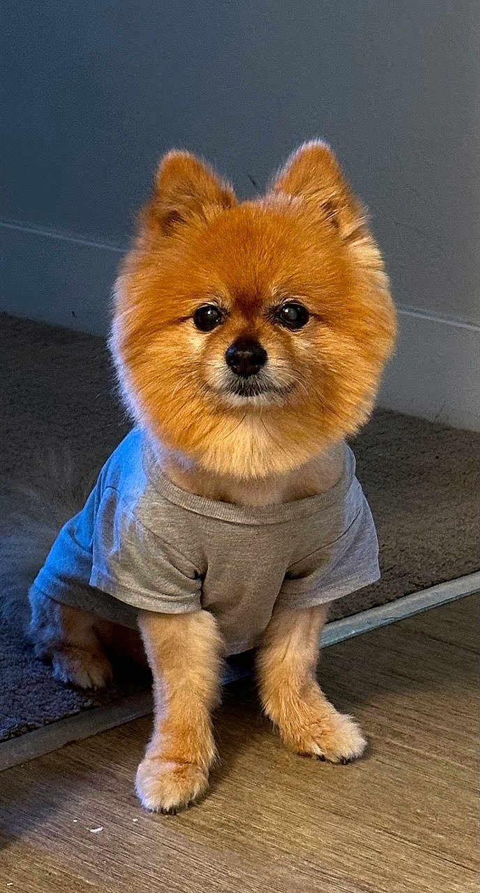 Elisey is registered to the contest to win money with this photo: animal, brown_fur, carpet, clothing, cute, dog, ears, eyes, floor, fluffy, fur, indoor, looking_at_camera, nose, pet, pomeranian, portrait, sitting, small_dog, tshirt