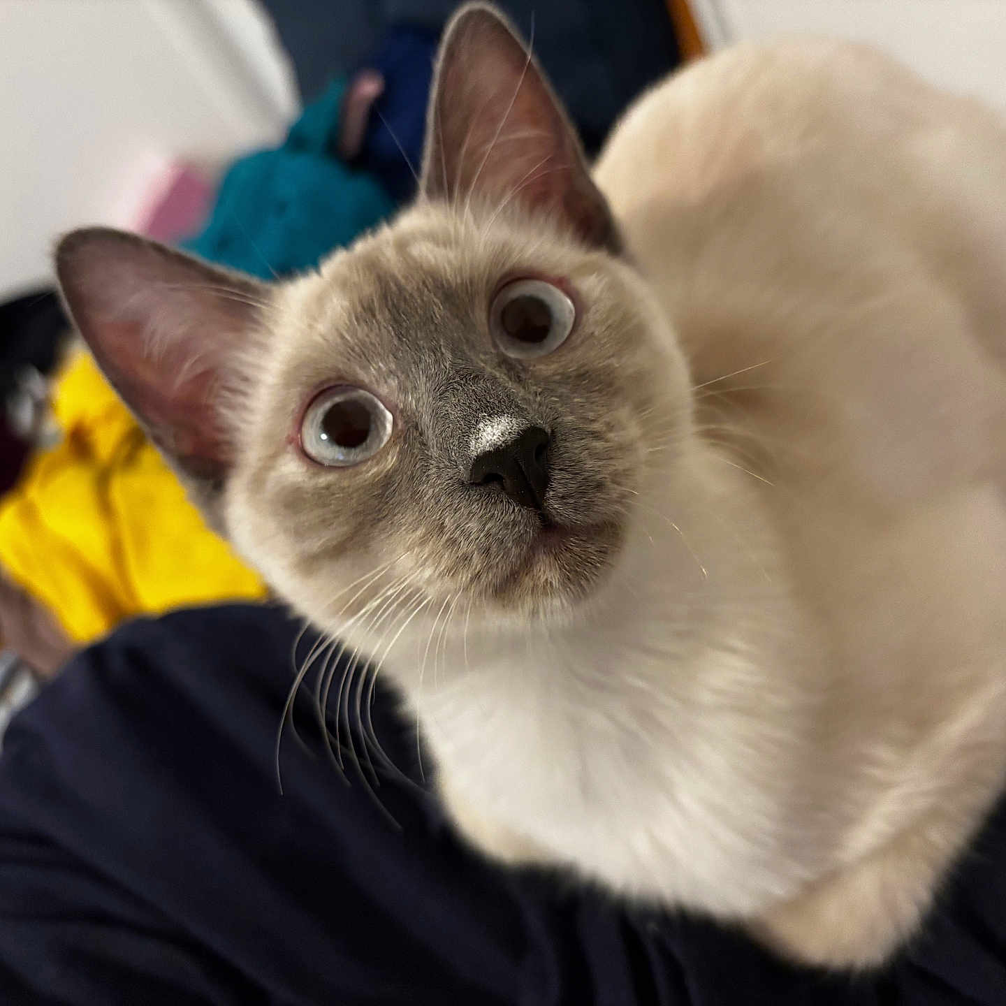 Yuki participe au concours pour gagner de l'argent avec cette photo : animal, cat, kitten, manx, pet, siamese