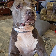 Blue joined the competition — help win amazing prizes! adult, animal, architecture, building, bulldog, canine, computerhardware, dog, electronics, furniture, hardware, indoors, interiordesign, male, man, monitor, person, pet, pitbull, screen