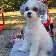 Mochie is registered to the contest to win money with this photo: dog, pet, white, gray, fluffy, sitting, outdoor, person, lap, scooter, red, trees, grass, pavement, casual, daylight, relaxed, cute, animal, companion