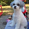 dog, pet, white, gray, fluffy, sitting, outdoor, person, lap, scooter, red, trees, grass, pavement, casual, daylight, relaxed, cute, animal, companion