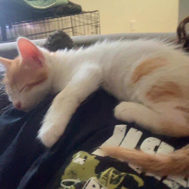 Rex is registered to the contest to win money with this photo: cat, sleeping, orange_white, domestic_cat, pet, animal, indoors, cozy, lap, blanket, cage, furniture, room, relaxed, lying_down, fur, whiskers, tail, home, portrait