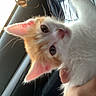 kitten, cat, orange_and_white, fluffy, portrait, close_up, animal, pet, held, human_hand, green_eyes, pink_nose, pink_ears, sunlight, car, car_interior, road_trip, long_hair, cute, vertical_photo